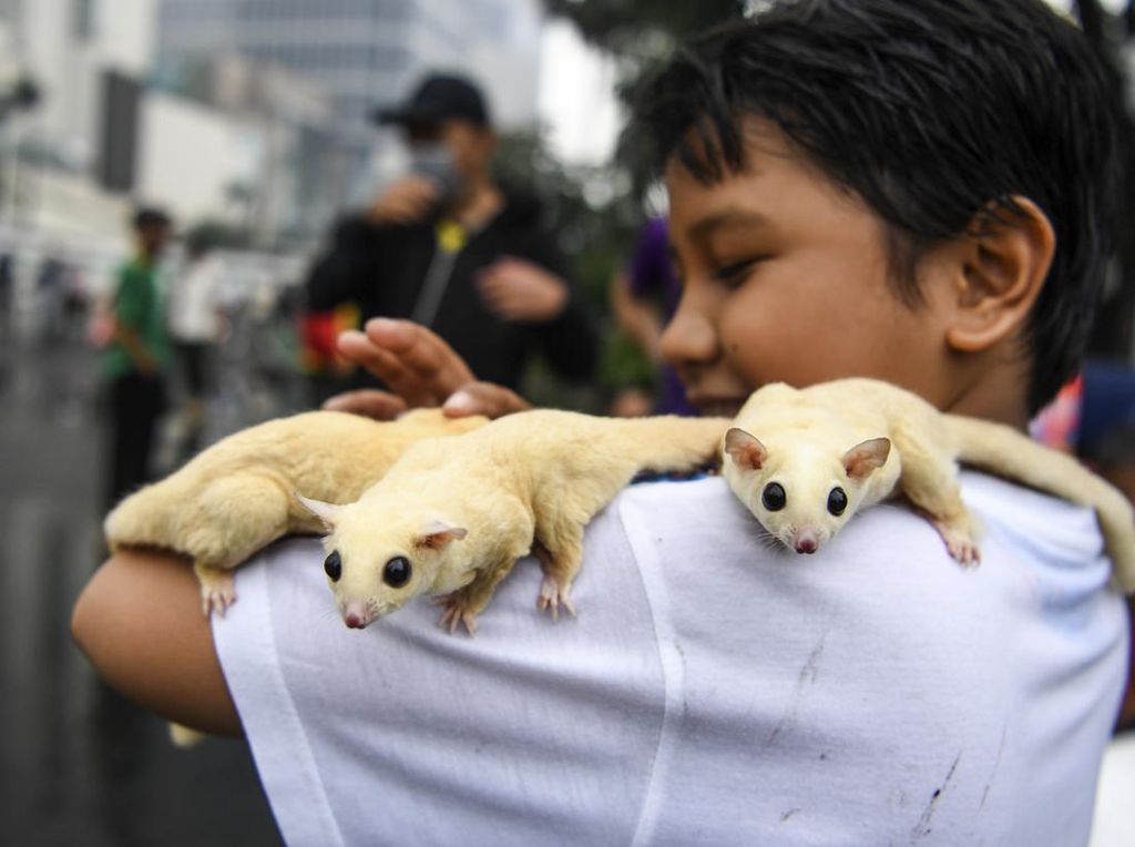 Potret Lucu Sugar Glider di CFD Jakarta Potret Lucu Sugar Glider di CFD Jakarta