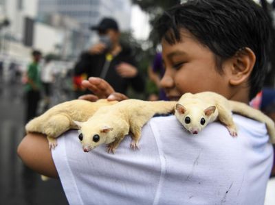 Potret Lucu Sugar Glider di CFD Jakarta