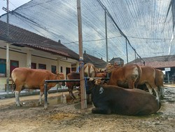 Pedagang Pasar Hewan Beringkit Khawatir Ternaknya Terjangkit PMK