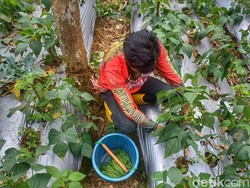 Buncis Kenya Garapan Petani Bandung Tembus Pasar Singapura