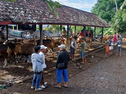 7 Sapi Terjangkit PMK di Karangasem, Pemkab Akan Bentuk Satgas