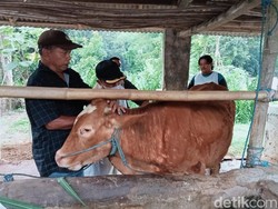 PMK Serang Ternak, IDI Denpasar Sebut Penularan ke Manusia Kecil