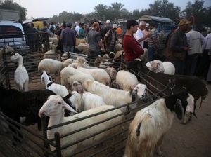 Lihat Nih, Kesibukan Pasar Hewan di Jalur Gaza Jelang Idul Adha