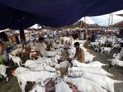 Mengenal Zakat Ternak: Syarat, Nisab dan Cara Hitungnya