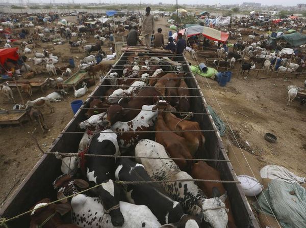 Begini Ramainya Pasar Ternak di Pakistan Jelang Idul Adha