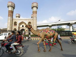 Di Pakistan, Unta Hewan Kurban Dihias Kalung Warna-warni