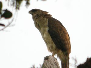 Elang Segede Orang Ada Juga Saudaranya di Papua Lho!