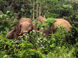 Gajah Ngamuk Serang Warga Pelalawan, Begini Kronologinya