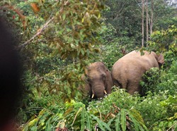 Pilu! Penjaga Hutan Tewas Usai Diangkat, Dilempar dan Diinjak Gajah Liar