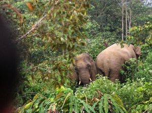 Pilu! Penjaga Hutan Tewas Usai Diangkat, Dilempar dan Diinjak Gajah Liar Pilu! Penjaga Hutan Tewas Usai Diangkat, Dilempar dan Diinjak Gajah Liar