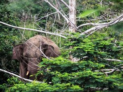 Gajah Liar Ngamuk Serang Warga di Pelalawan, Korban Dilarikan ke RS