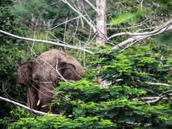 BKSDA soal Pria di OKI Tewas Diinjak Gajah: Murni Kecelakaan!