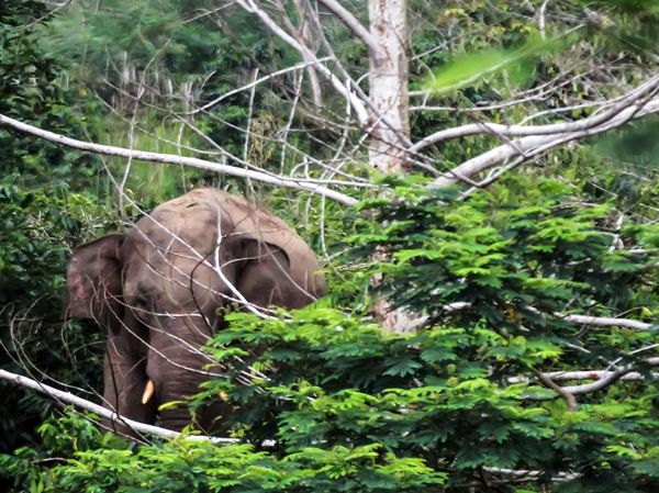 Gajah Liar Masuk Perkebunan Warga di Aceh