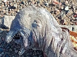 Serem! Makhluk Misterius Bergigi Tajam Tanpa Mata Ditemukan