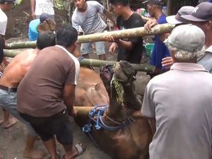 7.612 Ekor Sapi di Lumajang Terjangkit PMK, 117 Mati 7.612 Ekor Sapi di Lumajang Terjangkit PMK, 117 Mati