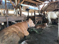 Populasi Ternak di Lombok 950 Ribu Ekor, Tervaksin PMK Baru 2 Ribuan