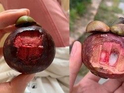 Makan Manggis Berikut Kulitnya, Netizen China Ini Bilang Rasanya Pahit