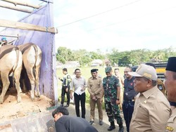 Pemkab Bone Siapkan 12.000 Sapi Kurban untuk Suplai Sulawesi dan Kalimantan