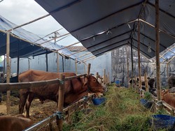 Jenis-Jenis Sapi Potong di Indonesia, Biasa Jadi Hewan Kurban