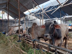 Penjualan Sapi Kurban di Surabaya Menurun 50% Imbas Wabah PMK