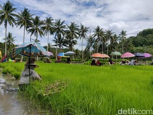 Petani di Bone Keluhkan Pupuk Subsidi Langka, Stok Kurang 480.274 Ton Petani di Bone Keluhkan Pupuk Subsidi Langka, Stok Kurang 480.274 Ton