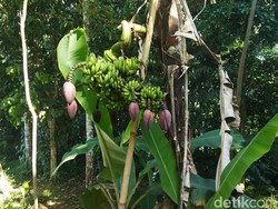 Unik! Pohon Pisang di Pandeglang Berjantung 7