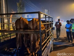 Idul Adha Makin Dekat, Penyekatan Hewan Kurban di Nganjuk Diperketat