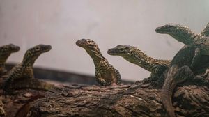 Puluhan Bayi Komodo Menetas di Kebun Binatang Surabaya, Ini Fotonya