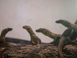 13 Anak Komodo Bertahan di Alam Liar Tanpa Ibu, Belajar Manjat Demi Hidup