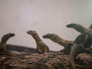 13 Anak Komodo Bertahan di Alam Liar Tanpa Ibu, Belajar Manjat Demi Hidup 13 Anak Komodo Bertahan di Alam Liar Tanpa Ibu, Belajar Manjat Demi Hidup