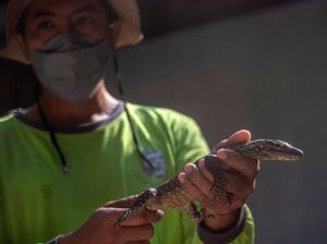 Kebun Binatang Surabaya Punya Komodo, Apa Rencana Selanjutnya?