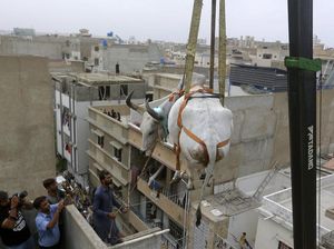 Sapi Kurban Bergelantungan di Karachi, Ada Apa?