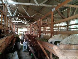 Desa di Majalengka Dijuluki Kampung Domba Gegara Ini...