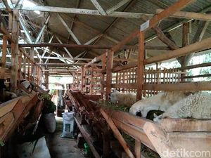 Desa di Majalengka Dijuluki Kampung Domba Gegara Ini... Desa di Majalengka Dijuluki Kampung Domba Gegara Ini...