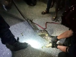 Piton 4 Meter di Palopo Sembunyi dalam Drainase Warga, Damkar Evakuasi