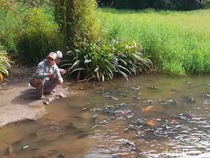Lestarinya Ikan Jinak di Telaga Renjeng Brebes yang Terjaga Mitos