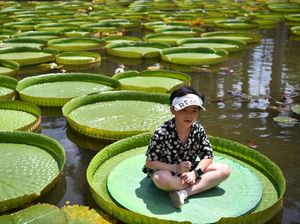 Yuk, Cobain Sensasi Duduk di Bunga Teratai Raksasa China