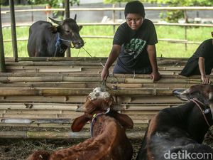 Apakah Ada Cuti Bersama Idul Adha 2022? Cek SKB 3 Menteri Apakah Ada Cuti Bersama Idul Adha 2022? Cek SKB 3 Menteri