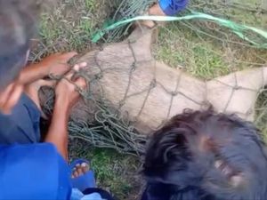 Heboh! Babi Hutan Masuk ke Warung di Ciamis