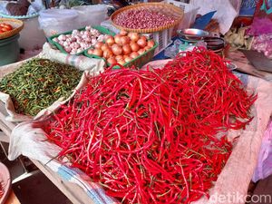 Harga Cabai Merosot tapi Biaya Produksi Naik, Petani bisa Tercekik Harga Cabai Merosot tapi Biaya Produksi Naik, Petani bisa Tercekik