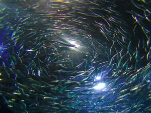 Viral Ikan Beterbangan di Tasikmalaya, Netizen Kaitkan Megathrust Viral Ikan Beterbangan di Tasikmalaya, Netizen Kaitkan Megathrust