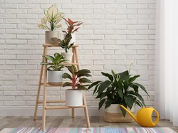 Awet! 5 Tanaman Ini Bisa Hidup Hingga Puluhan Tahun