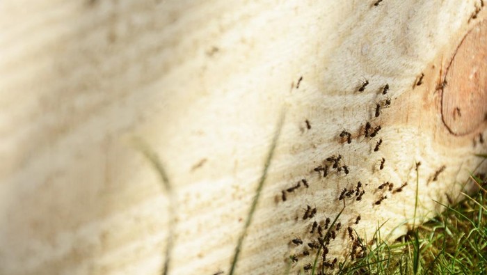 Ants on wooden plank. Busy insects teamwork