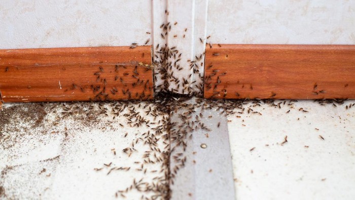 Ilustrasi Semut An infestation of ants with wings (termites?) crawling out of a baseboard