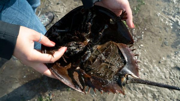 Ini Kepiting Tapal Kuda, Hewan Unik Penguji Vaksin Covid-19