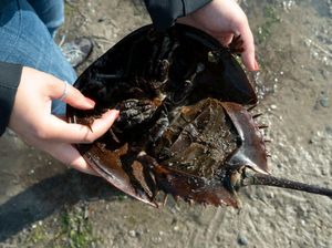 Ini Kepiting Tapal Kuda, Hewan Unik Penguji Vaksin Covid-19