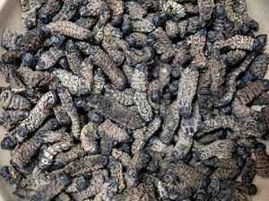 Wowww... Ulat Bulu Bisa Dibikin Camilan, Biskuit hingga Topping Pizza