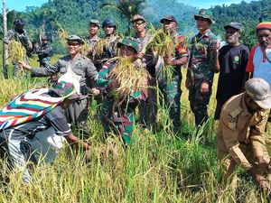 Panen Padi di Pegunungan Bintang Papua