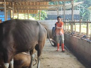 Pembeli Sepi Imbas PMK, Pedagang Bogor Live Jualan Sapi Via Medsos