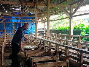 Cerita Peternak Domba di Lebak Banjir Pesanan Jelang Idul Adha